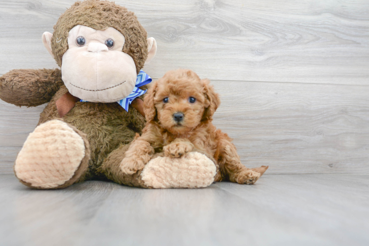 Mini Goldendoodle Puppy for Adoption