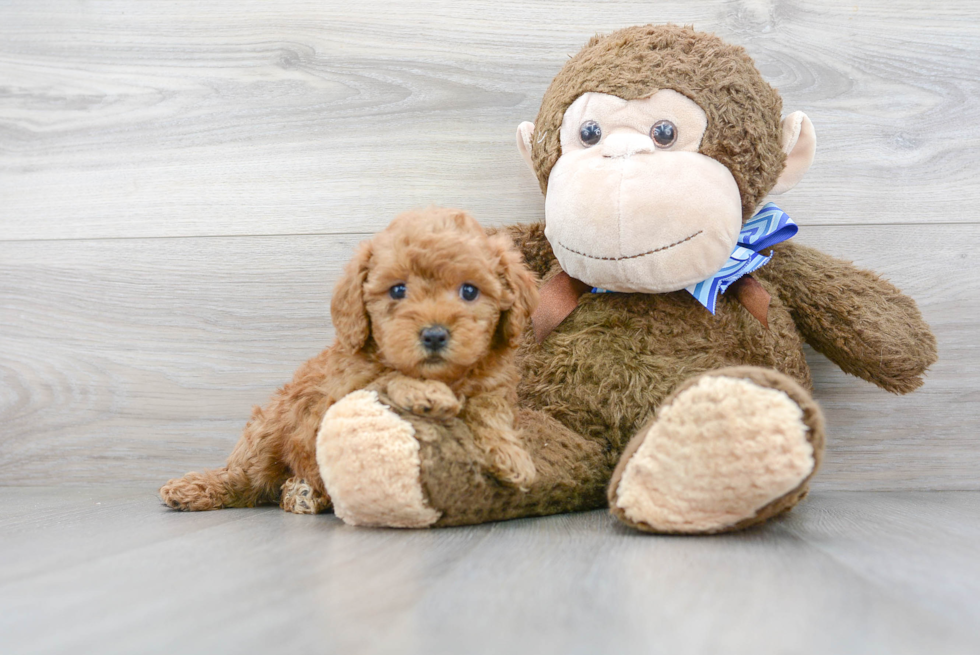 Hypoallergenic Golden Retriever Poodle Mix Puppy