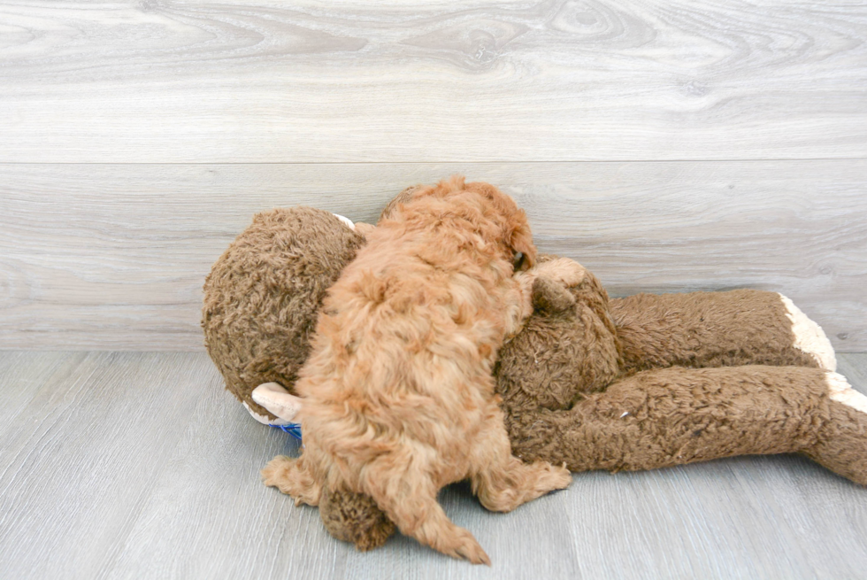 Little Golden Retriever Poodle Mix Puppy