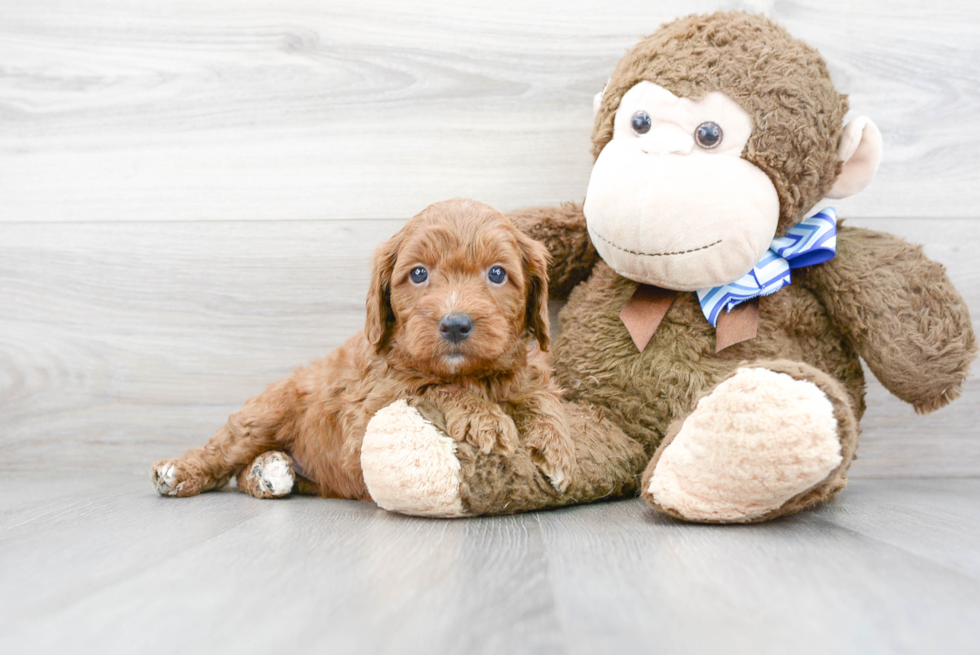 Little Golden Retriever Poodle Mix Puppy