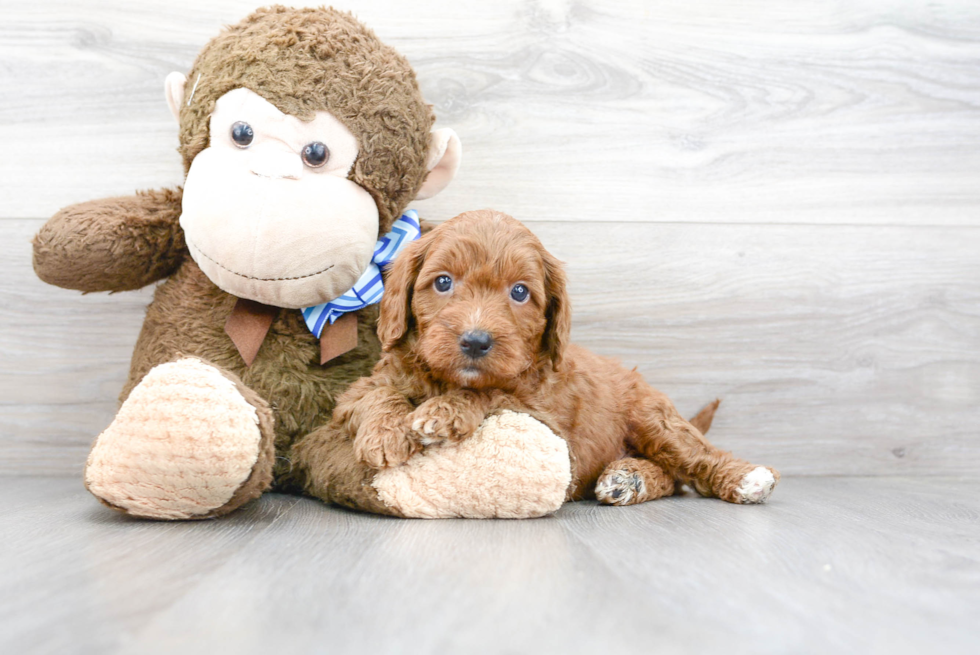 Mini Goldendoodle Puppy for Adoption