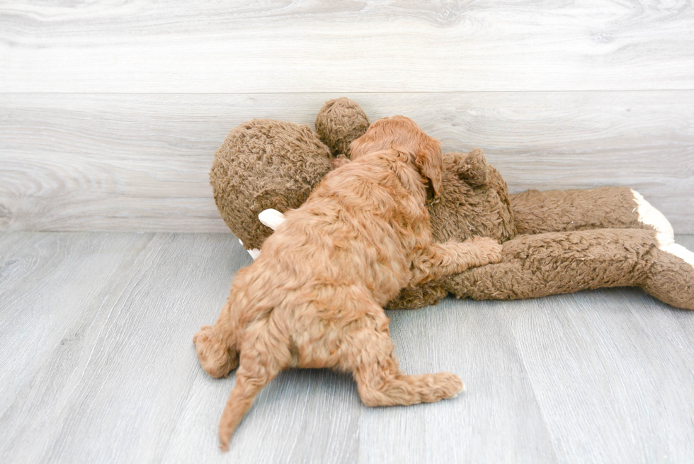 Adorable Golden Retriever Poodle Mix Puppy