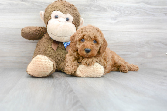 Best Mini Goldendoodle Baby