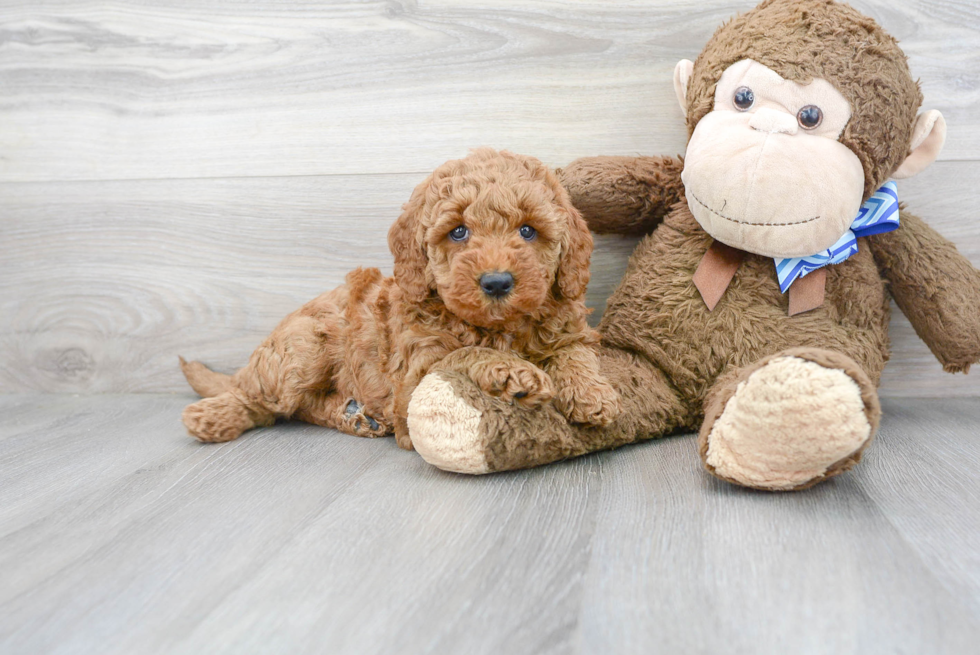 Best Mini Goldendoodle Baby