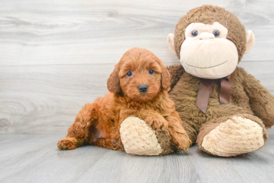 Mini Goldendoodle Puppy for Adoption