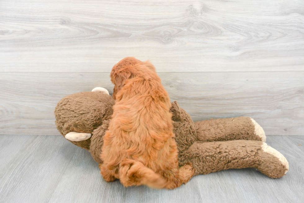 Hypoallergenic Golden Retriever Poodle Mix Puppy