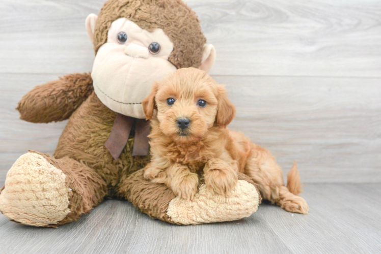 Mini Goldendoodle Pup Being Cute