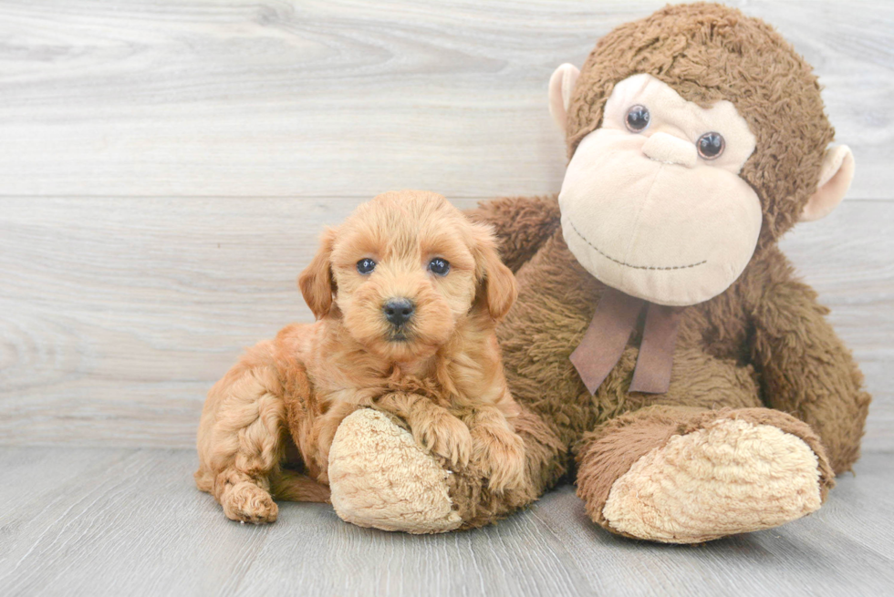 Mini Goldendoodle Puppy for Adoption