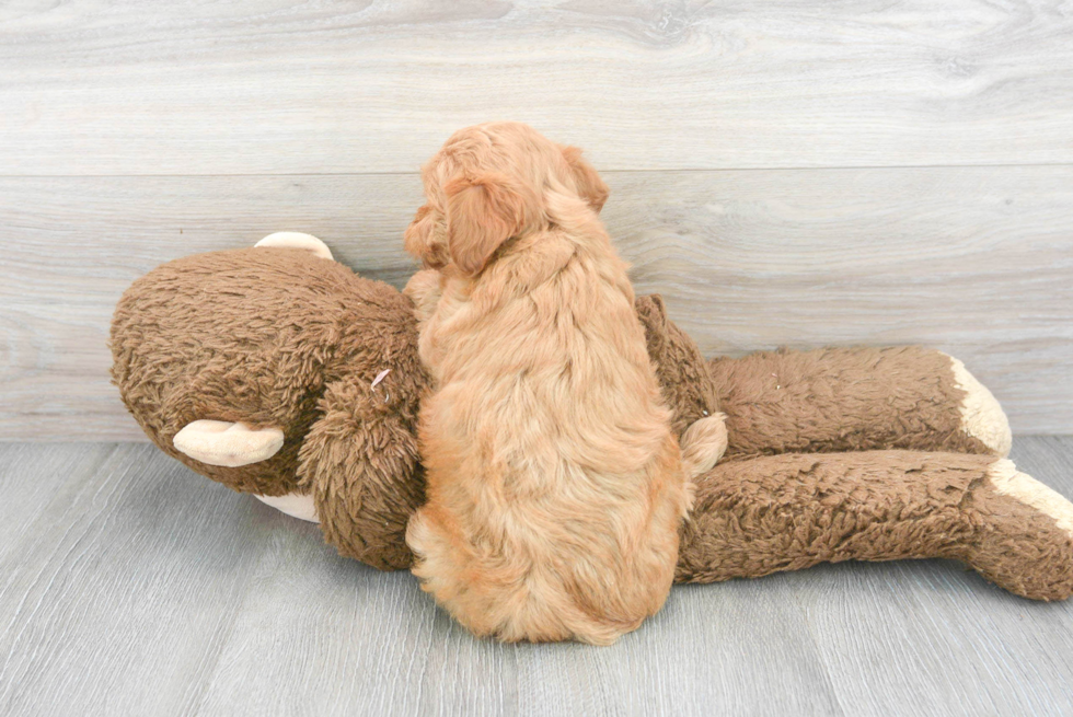 Best Mini Goldendoodle Baby