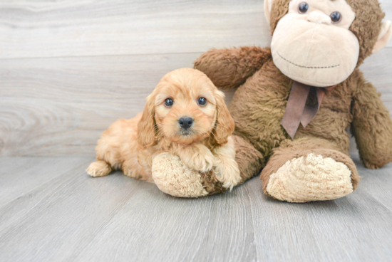 Fluffy Mini Goldendoodle Poodle Mix Pup