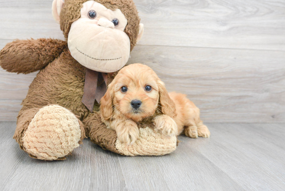 Fluffy Mini Goldendoodle Poodle Mix Pup