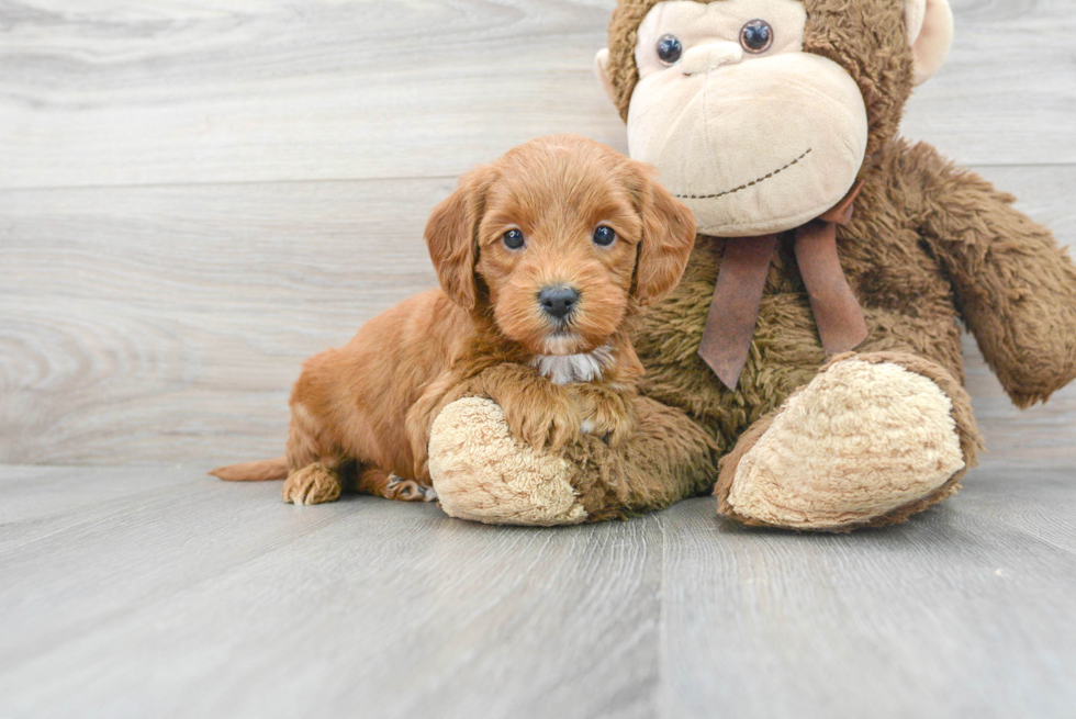 Mini Goldendoodle Puppy for Adoption