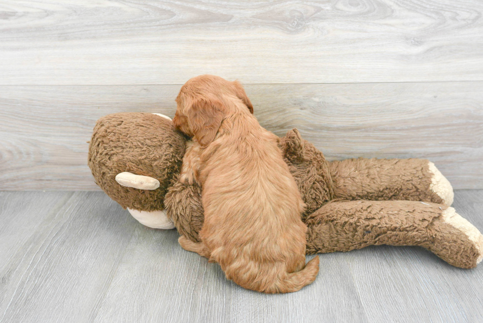 Friendly Mini Goldendoodle Baby