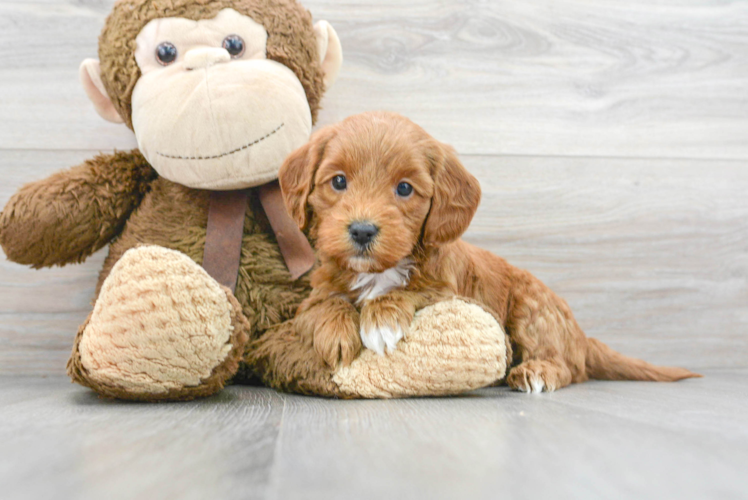 Mini Goldendoodle Puppy for Adoption