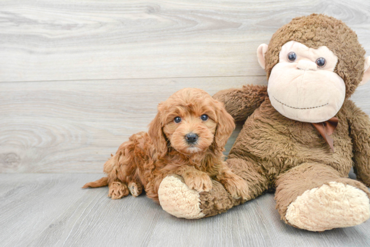 Mini Goldendoodle Pup Being Cute