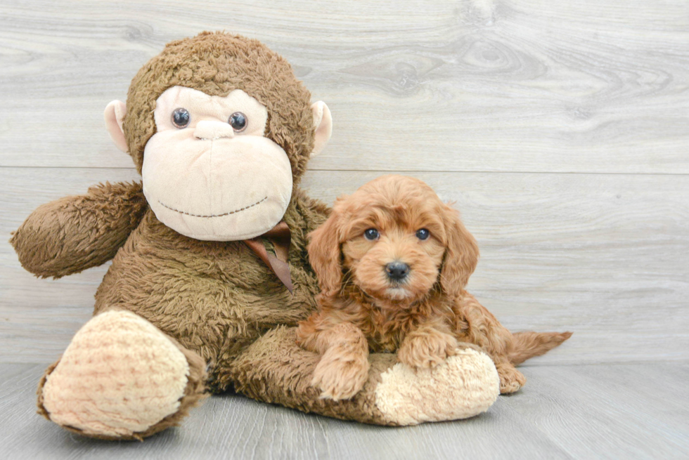 Mini Goldendoodle Pup Being Cute