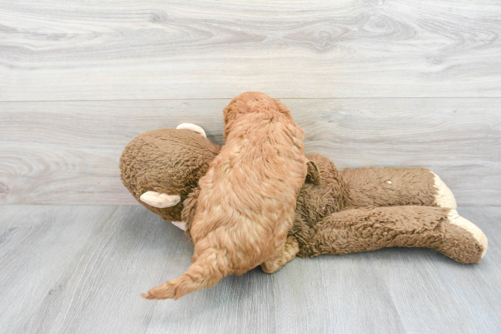 Adorable Golden Retriever Poodle Mix Puppy