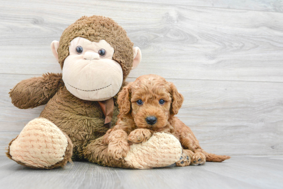 Mini Goldendoodle Puppy for Adoption