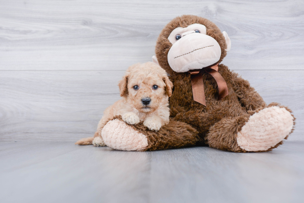 Playful Golden Retriever Poodle Mix Puppy