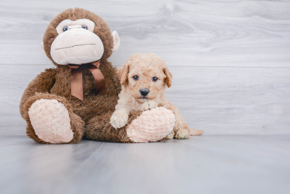 Best Mini Goldendoodle Baby