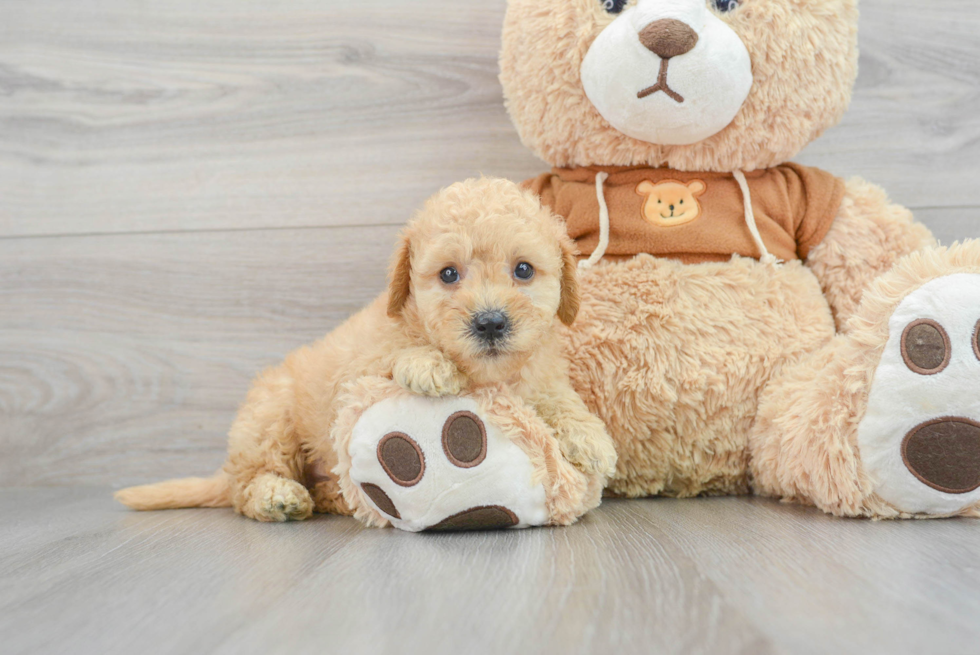 Sweet Mini Goldendoodle Baby