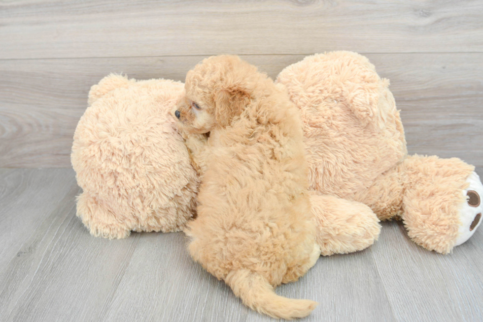 Funny Mini Goldendoodle Poodle Mix Pup