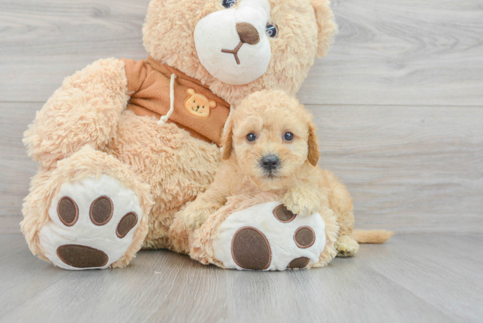 Petite Mini Goldendoodle Poodle Mix Pup