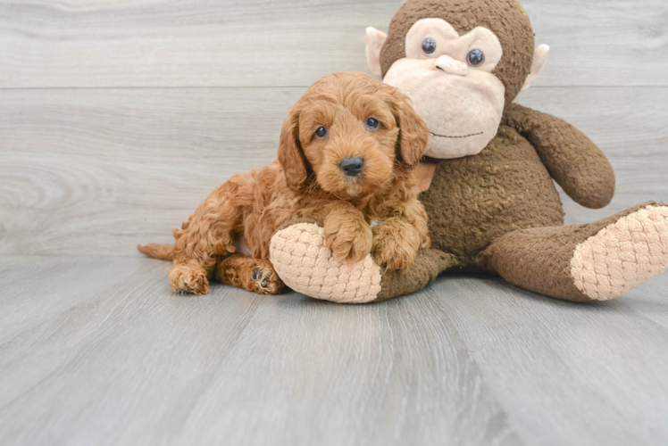 Mini Goldendoodle Pup Being Cute