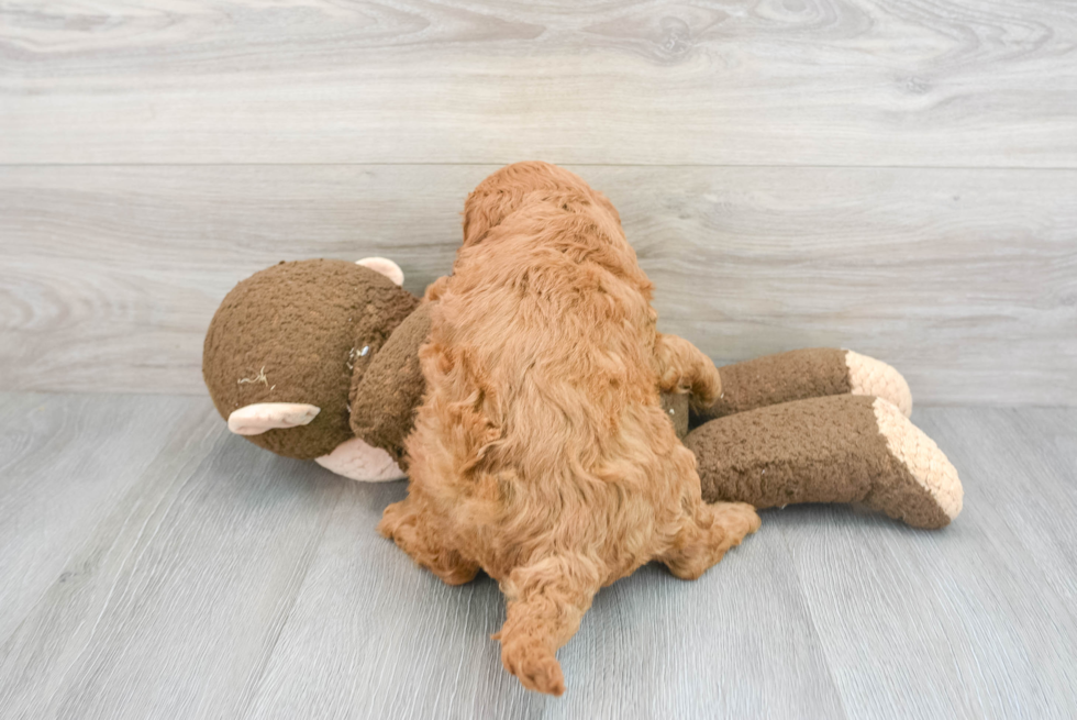 Mini Goldendoodle Pup Being Cute