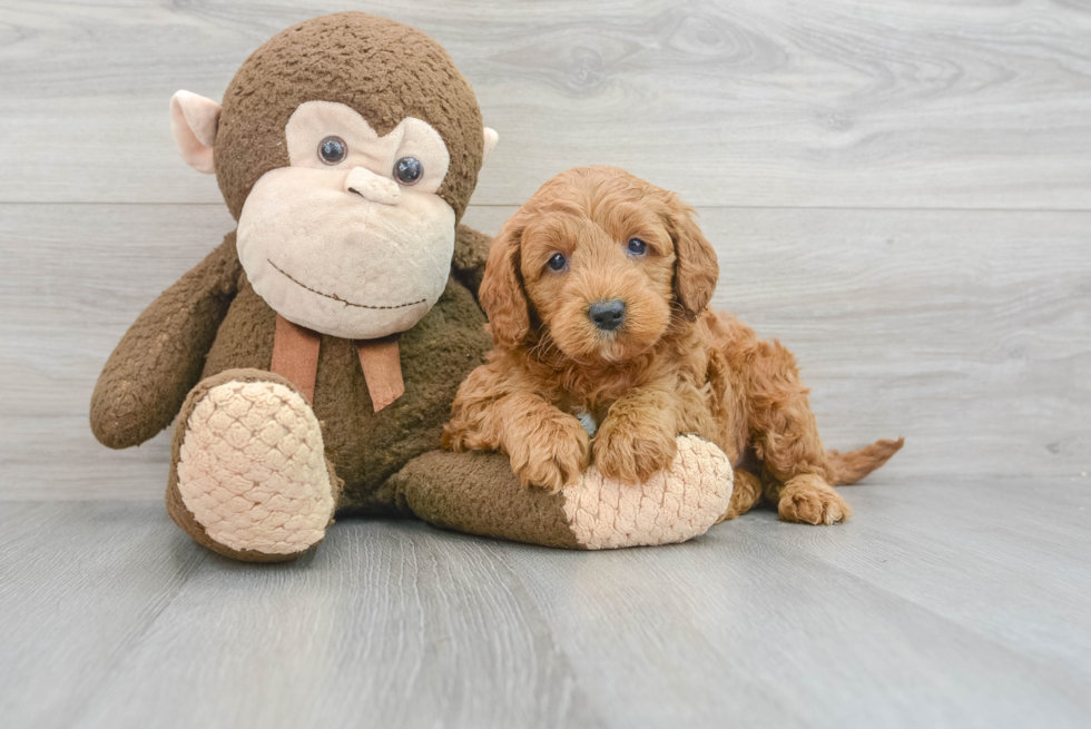 Mini Goldendoodle Puppy for Adoption