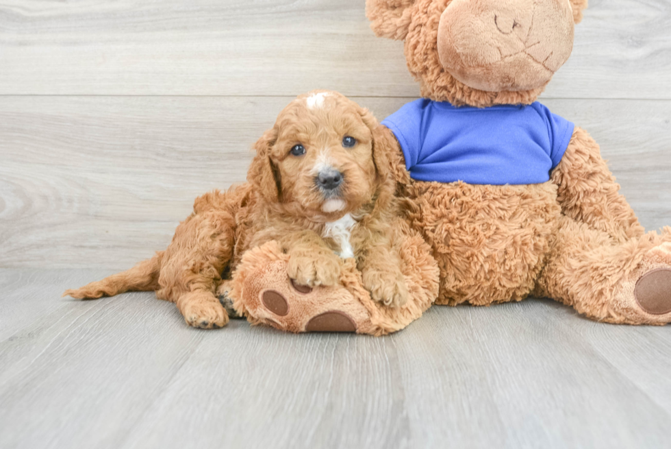 Funny Mini Goldendoodle Poodle Mix Pup