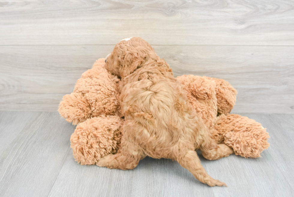 Mini Goldendoodle Pup Being Cute