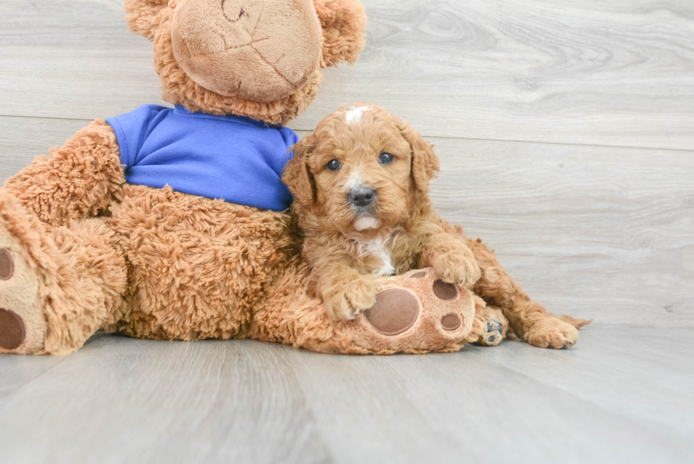 Happy Mini Goldendoodle Baby