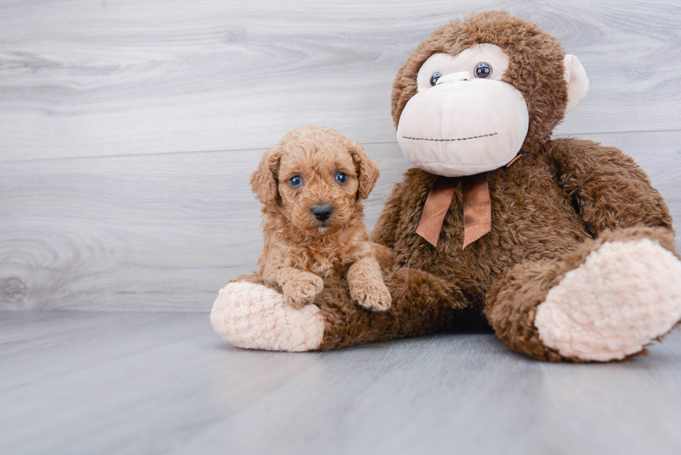 Mini Goldendoodle Pup Being Cute