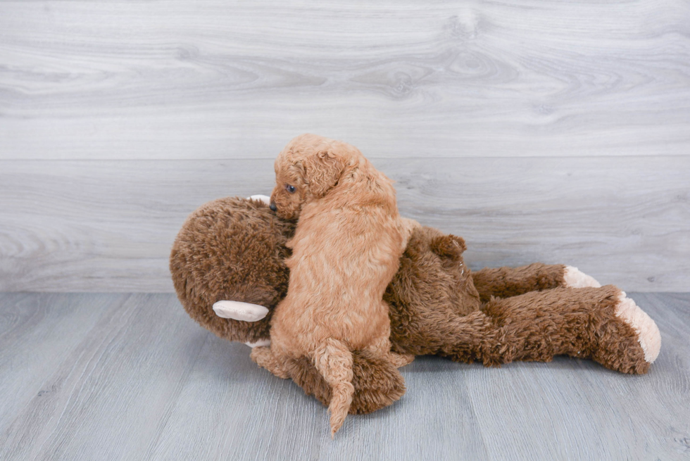 Mini Goldendoodle Pup Being Cute