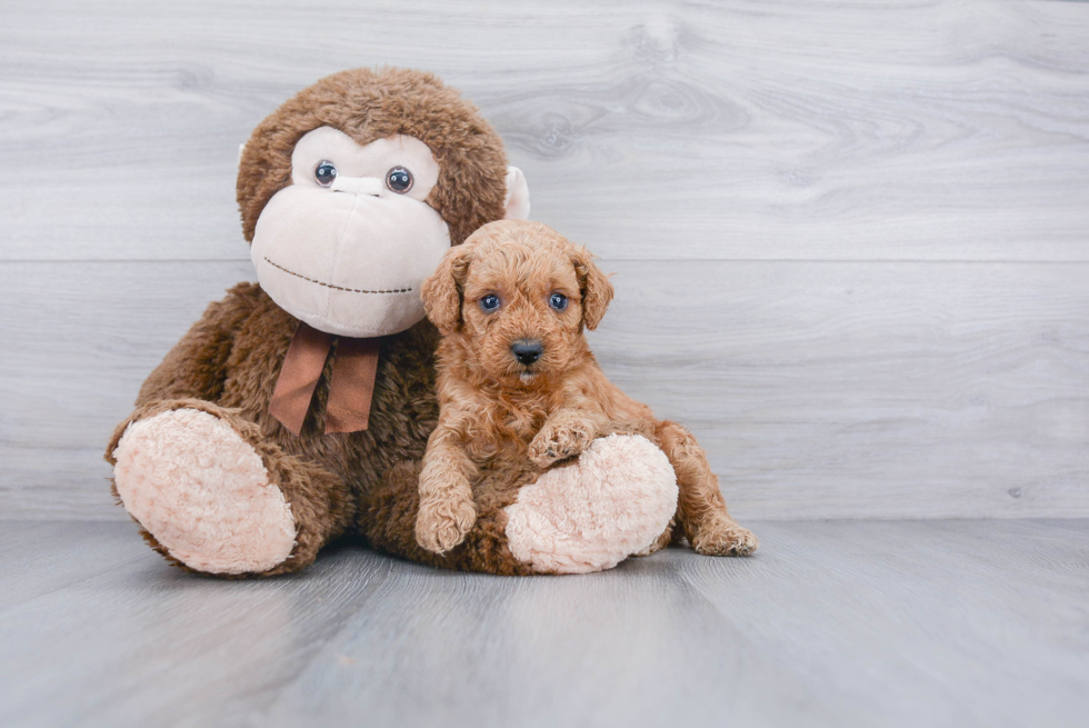 Mini Goldendoodle Puppy for Adoption