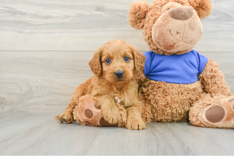 Best Mini Goldendoodle Baby