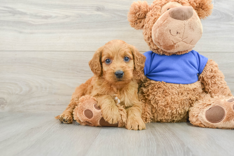 Best Mini Goldendoodle Baby