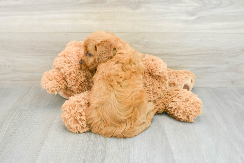 Friendly Mini Goldendoodle Baby