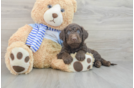 Mini Goldendoodle Pup Being Cute