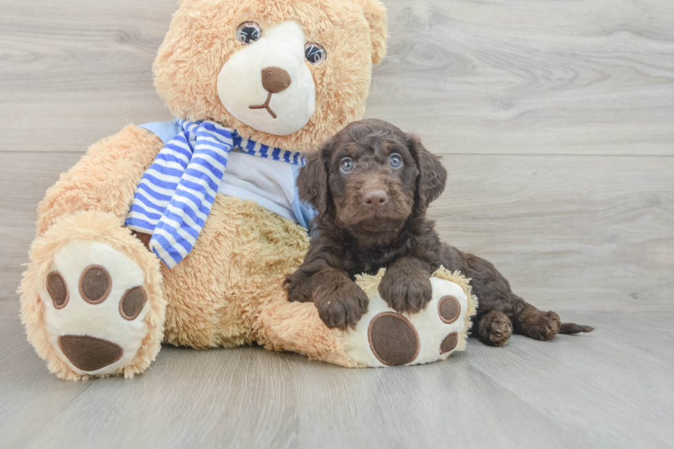 Mini Goldendoodle Pup Being Cute