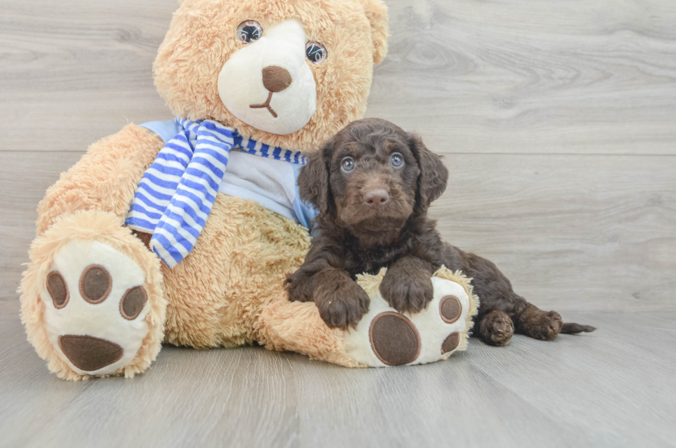 6 week old Mini Goldendoodle Puppy For Sale - Premier Pups