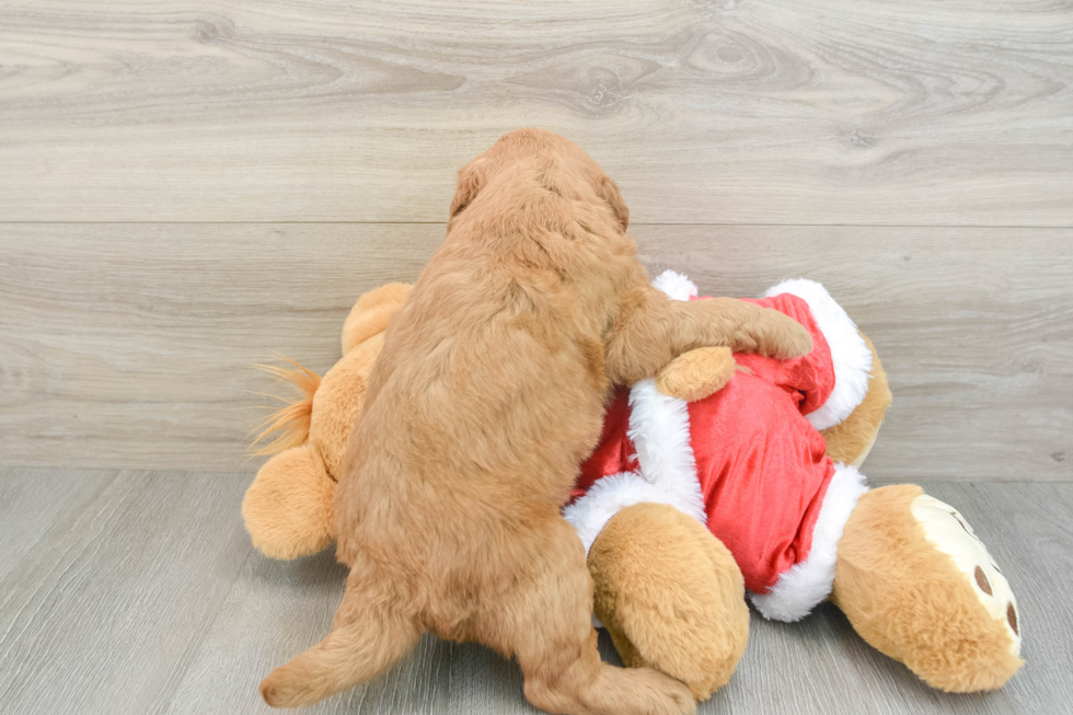 Small Mini Goldendoodle Baby