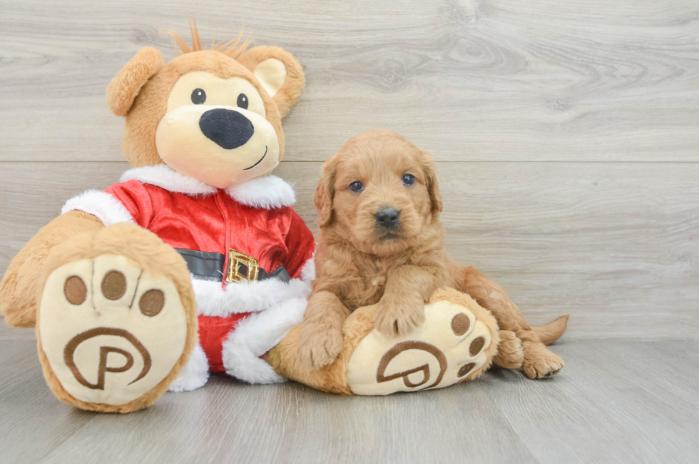 4 week old Mini Goldendoodle Puppy For Sale - Premier Pups