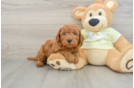 Best Mini Goldendoodle Baby
