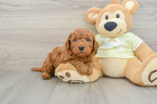 Best Mini Goldendoodle Baby