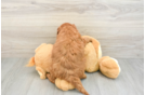 Sweet Mini Goldendoodle Baby