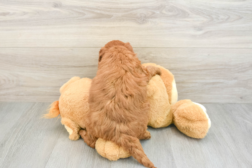 Sweet Mini Goldendoodle Baby