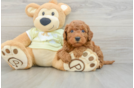 Funny Mini Goldendoodle Poodle Mix Pup