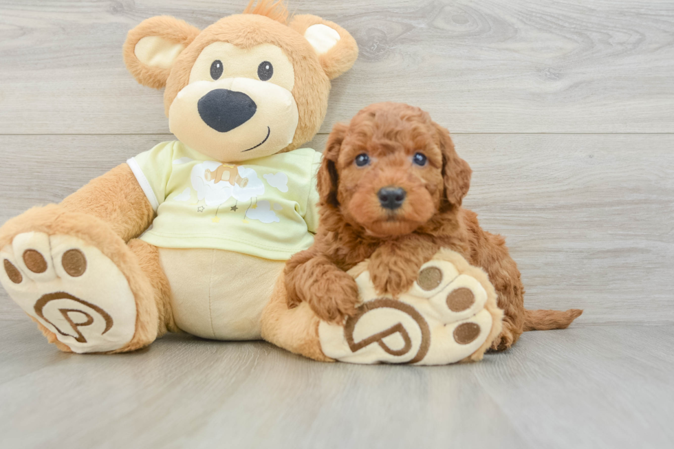 Funny Mini Goldendoodle Poodle Mix Pup